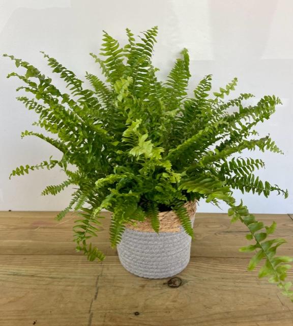 Fern house plant in pot